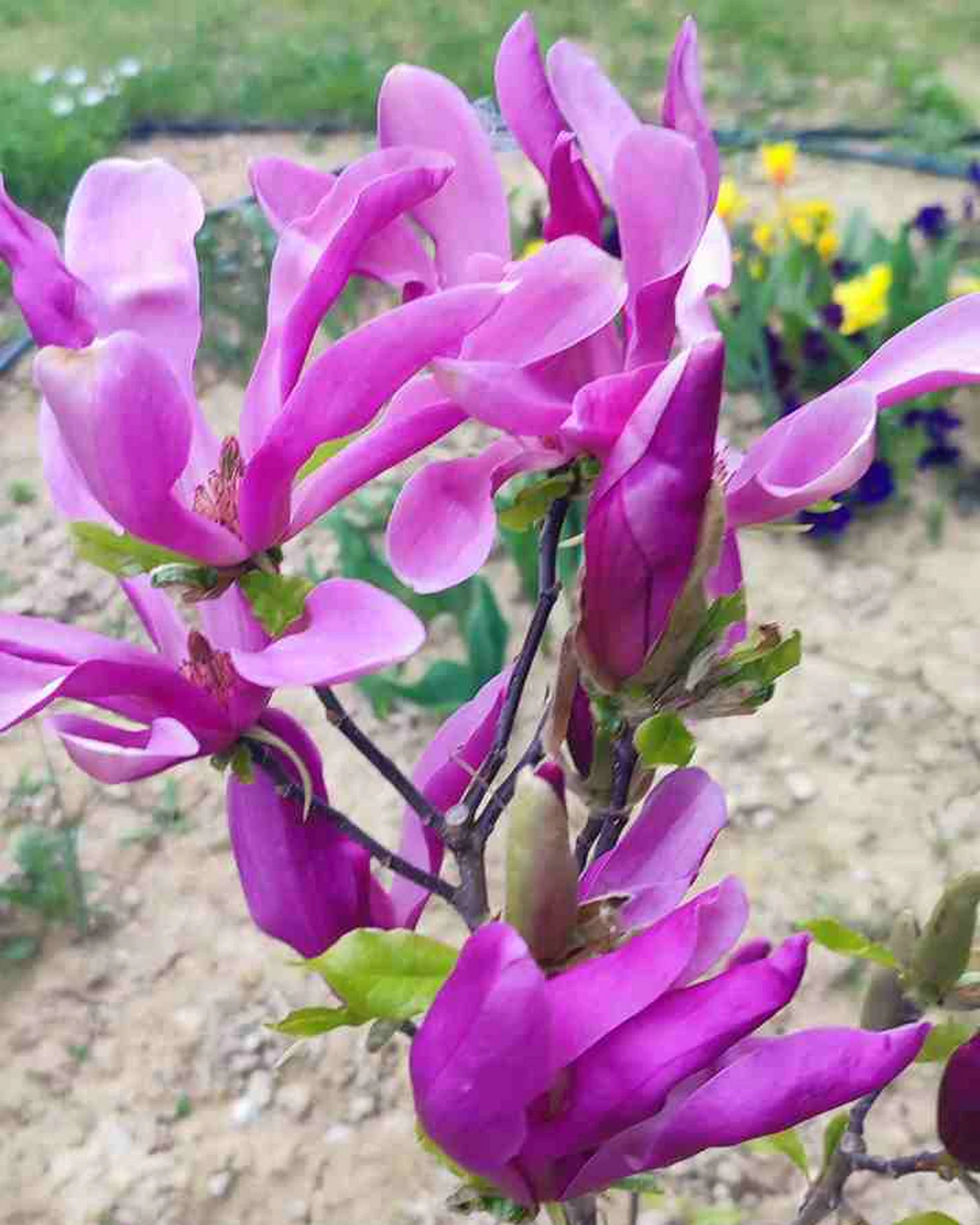 ungarnwohnung-flower-_11.webp