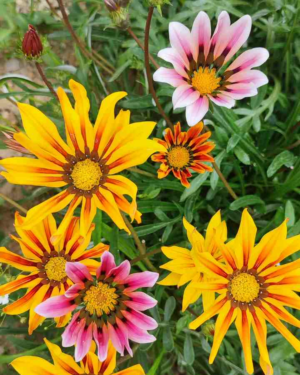 ungarnwohnung-flower-_12.webp