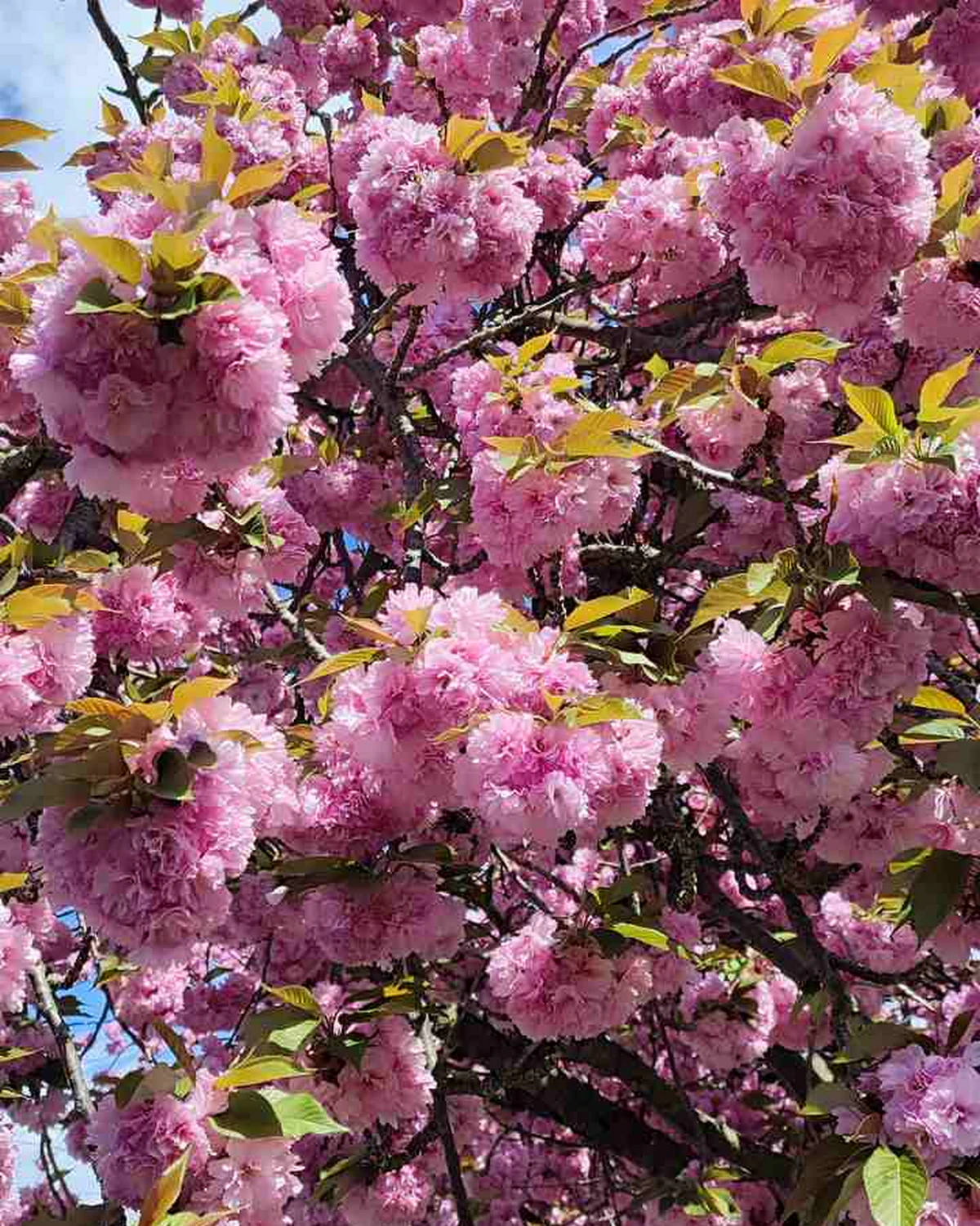 ungarnwohnung-flower-_13.webp