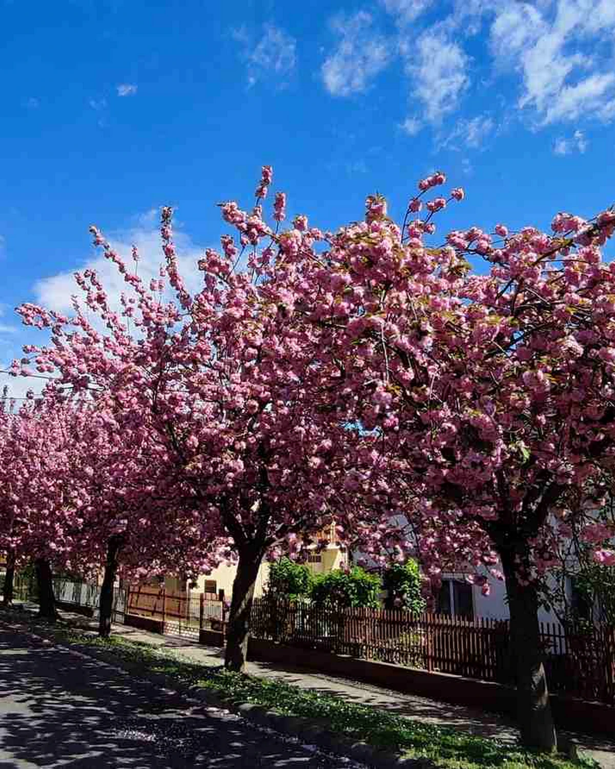 ungarnwohnung-flower-_14.webp