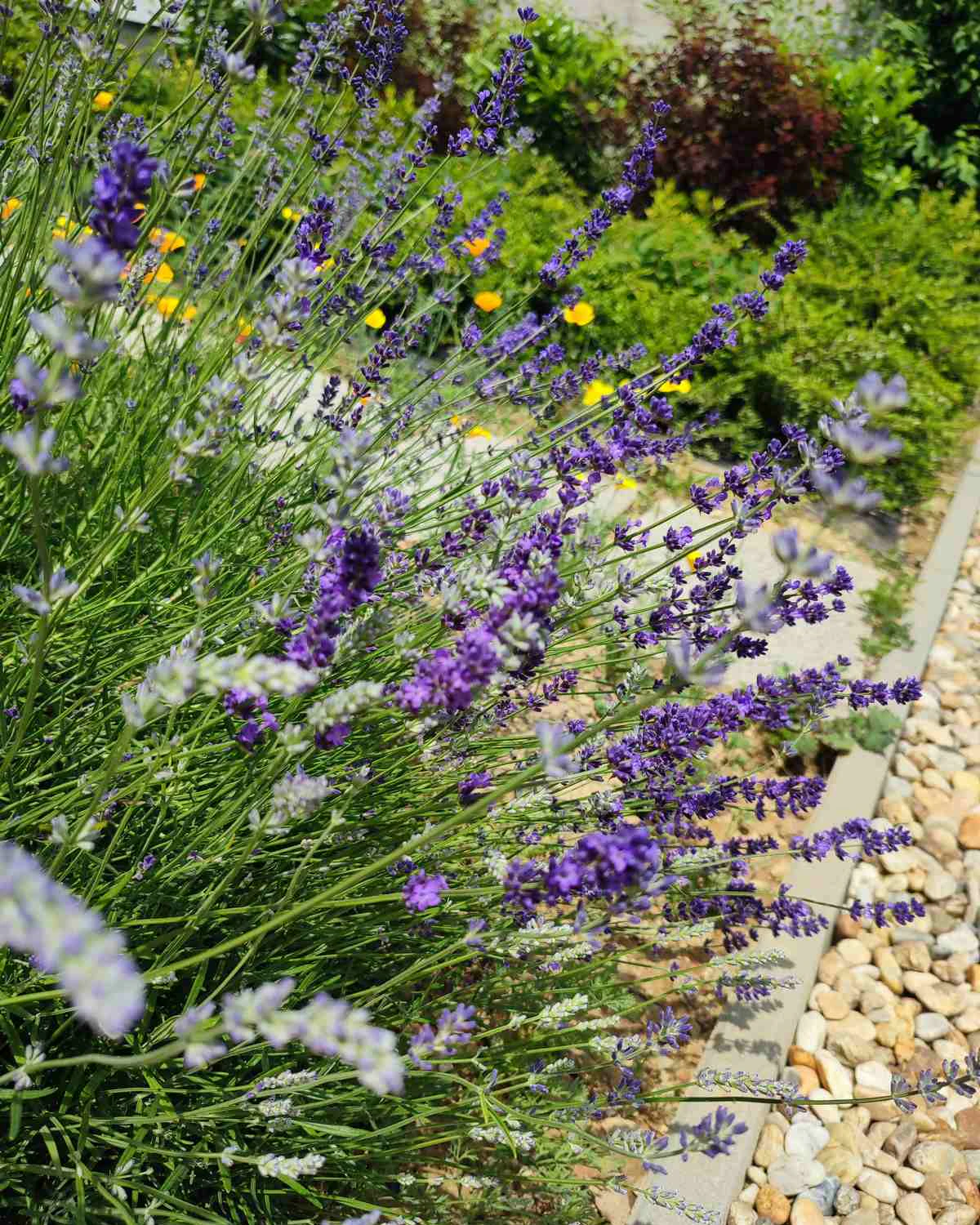 ungarnwohnung-flower-_6.webp
