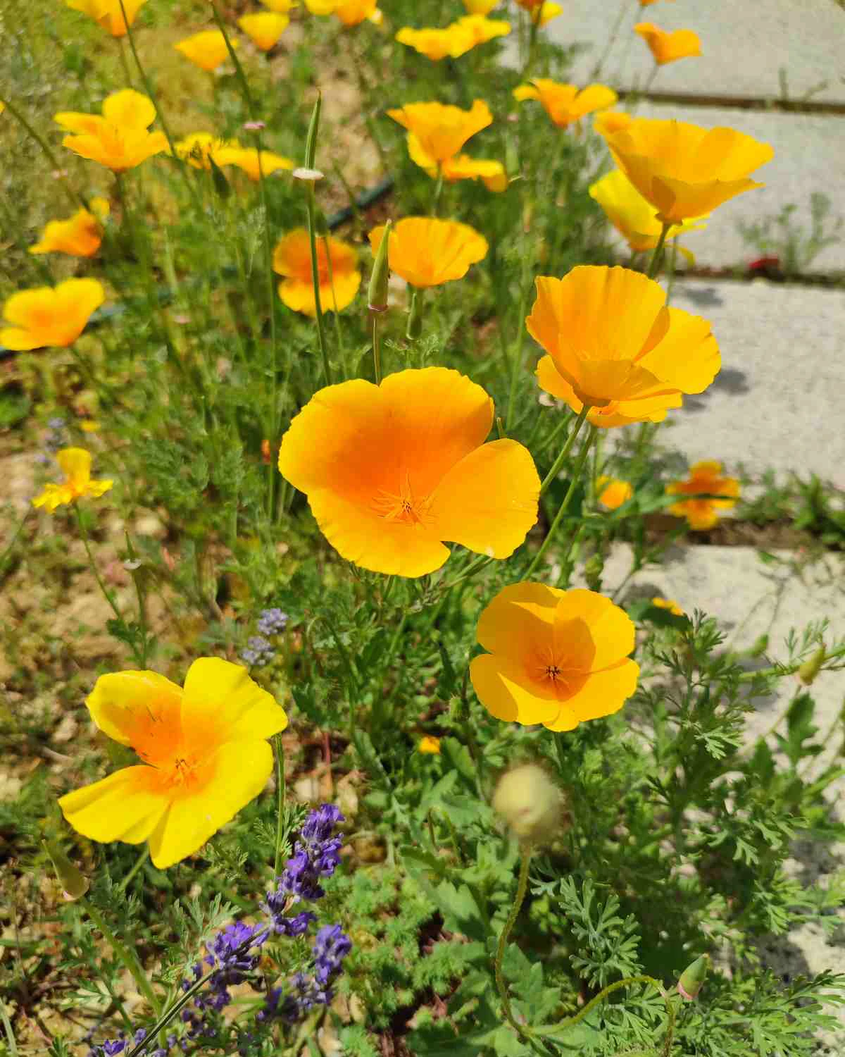 ungarnwohnung-flower-_7.webp