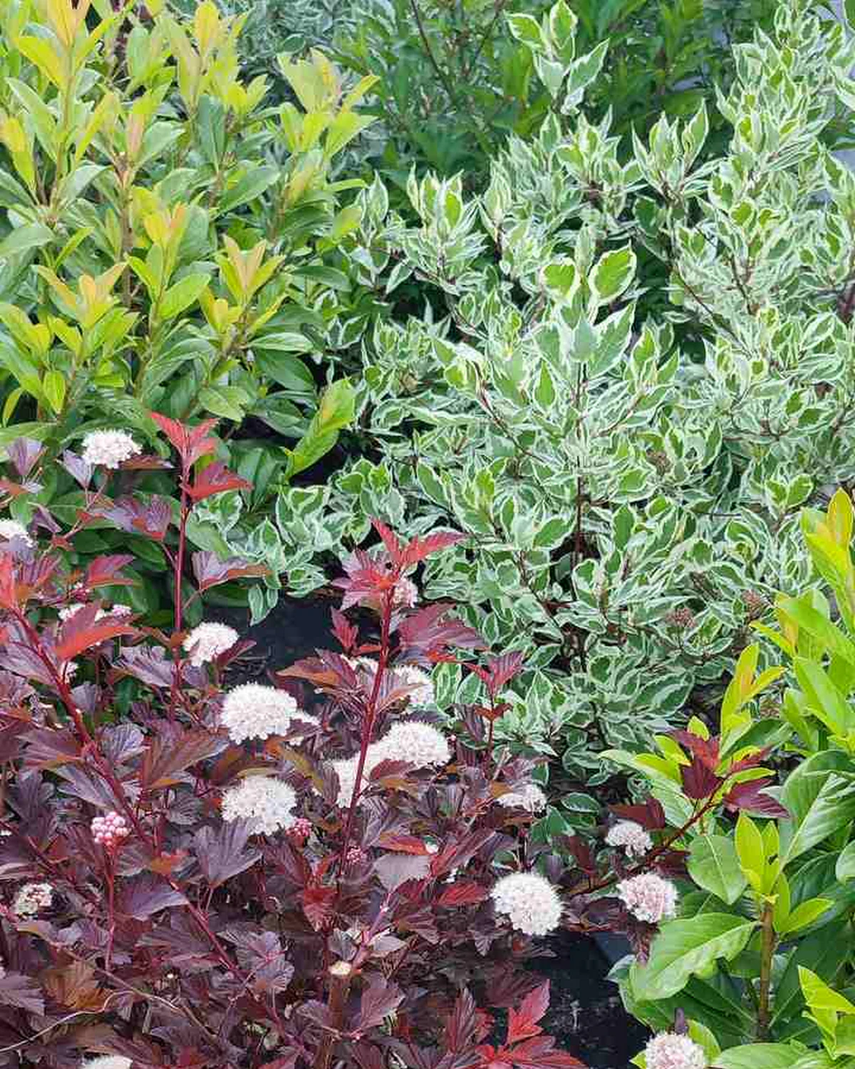 ungarnwohnung-flower-_8.webp